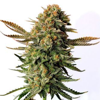 Russian Doll (Kannabia) feminiserade cannabisfr&ouml;n