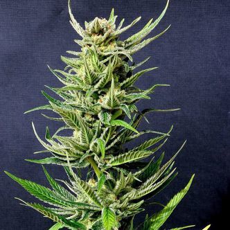 Karibbean Mango (Kannabia) feminiserade cannabisfr&ouml;n