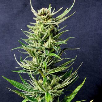 Karibisk Mango (Kannabia) Feminiserade