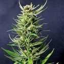 Karibisk Mango (Kannabia) Feminiserade
