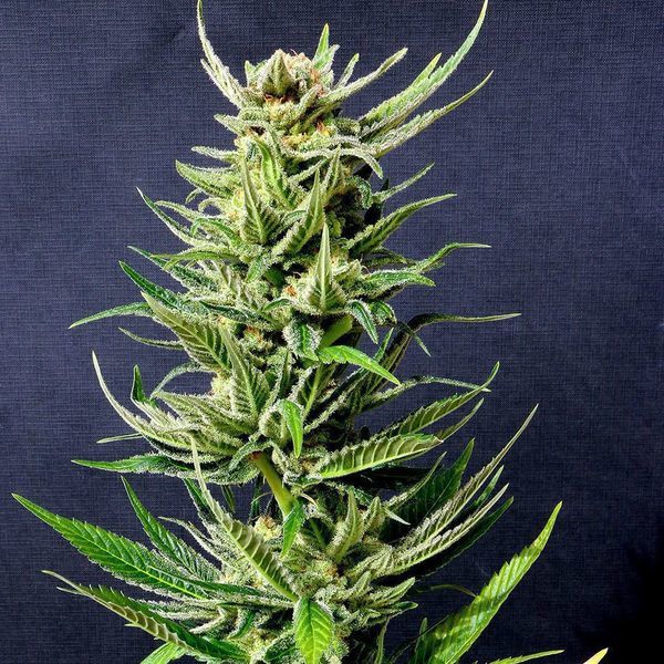 Karibisk Mango (Kannabia) Feminiserade
