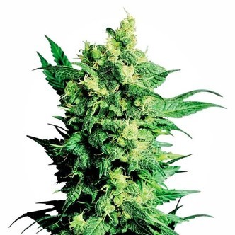 Shiva Shanti 2 (Sensi Seeds) regulj&auml;r