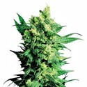 Shiva Shanti 2 (Sensi Seeds) reguljär