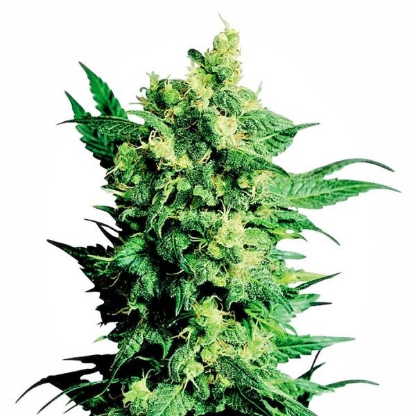 Shiva Shanti 2 (Sensi Seeds) reguljär