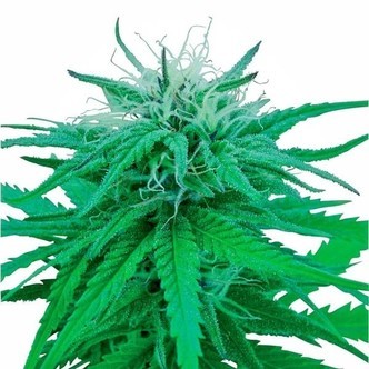 Ruderalis Indica (Sensi Seeds) regulj&auml;r