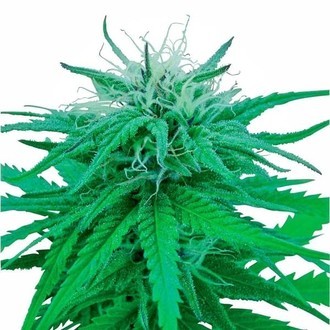 Ruderalis Indica (Sensi Seeds) regulj&auml;r