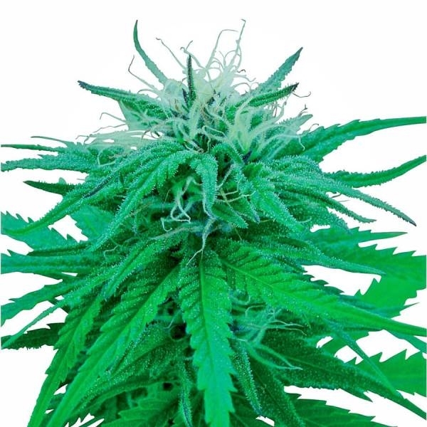 Ruderalis Indica (Sensi Seeds) reguljär