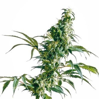 Mexikansk sativa (Sensi Seeds)