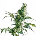 Mexikansk sativa (Sensi Seeds)