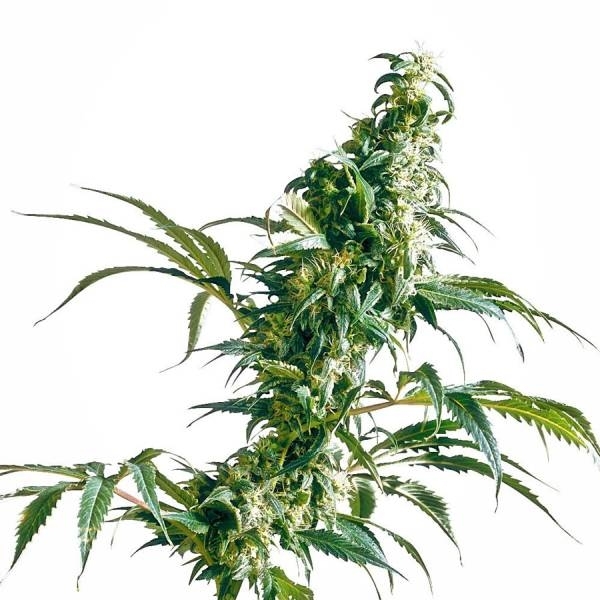 Mexikansk sativa (Sensi Seeds)