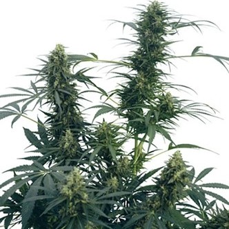 Guerrilla's Gusto (Sensi Seeds) regulj&auml;r