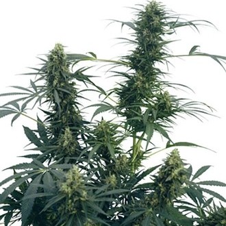 Guerrilla's Gusto (Sensi Seeds) regulj&auml;r