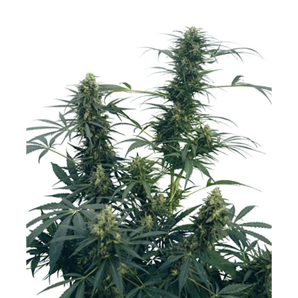 Guerrilla's Gusto (Sensi Seeds) reguljär