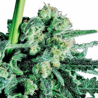 Sensi Skunk (Sensi Seeds) regulj&auml;r