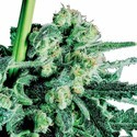 Sensi Skunk (Sensi Seeds) reguljär