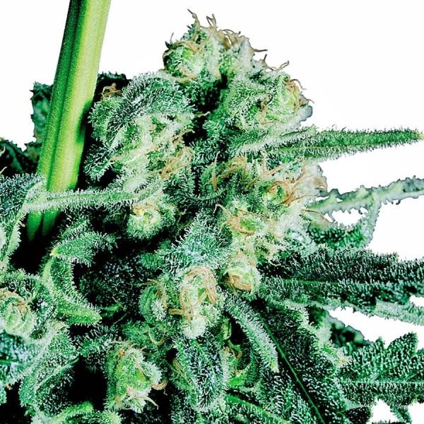 Sensi Skunk (Sensi Seeds) reguljär