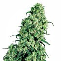 Skunk 1 (Sensi Seeds) reguljär