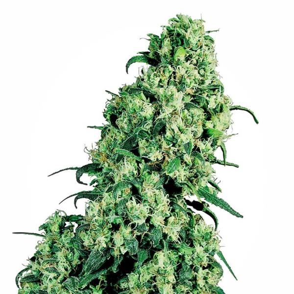 Skunk 1 (Sensi Seeds) reguljär