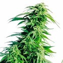 Hindu Kush (Sensi Seeds) reguljär