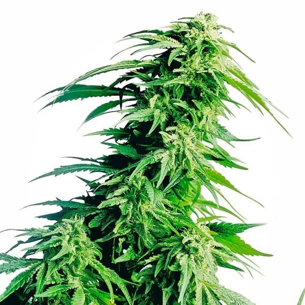 Hindu Kush (Sensi Seeds) reguljär