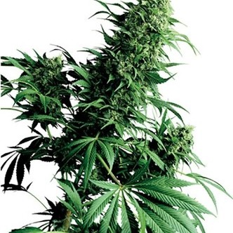 Shiva Shanti (Sensi Seeds) regulj&auml;r