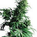 Shiva Shanti (Sensi Seeds) reguljär