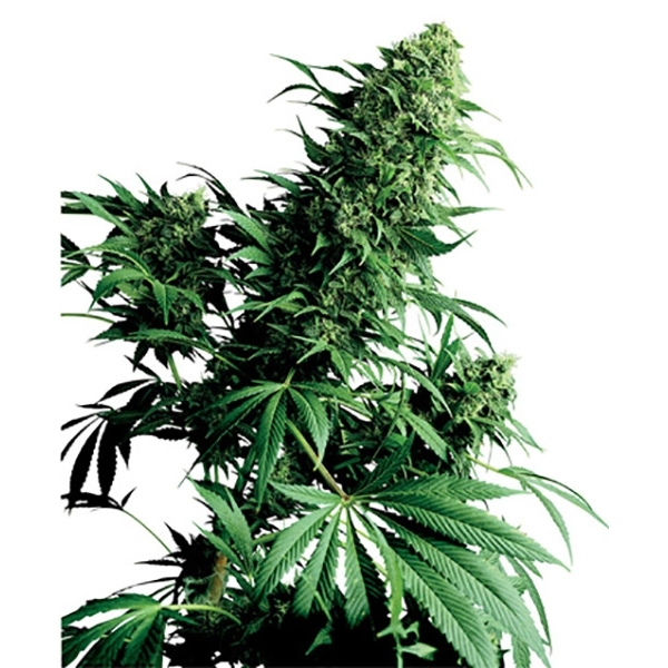 Shiva Shanti (Sensi Seeds) reguljär