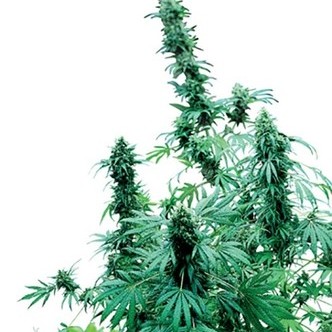 Early Skunk (Sensi Seeds) regulj&auml;r