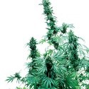 Early Skunk (Sensi Seeds) reguljär