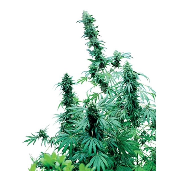 Early Skunk (Sensi Seeds) reguljär