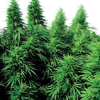 Ruderalis Skunk (Sensi Seeds) regulj&auml;r
