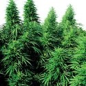 Ruderalis Skunk (Sensi Seeds) reguljär