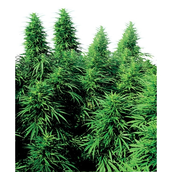 Ruderalis Skunk (Sensi Seeds) reguljär
