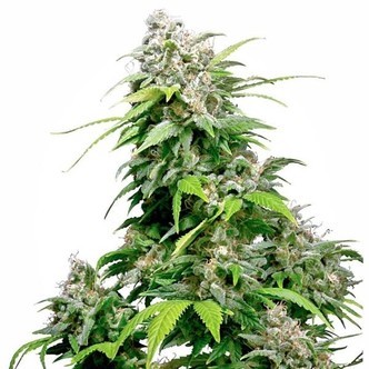 California Indica (Sensi Seeds) regulj&auml;r