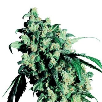 Super Skunk (Sensi Seeds) regulj&auml;r