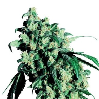 Super Skunk (Sensi Seeds) regulj&auml;r