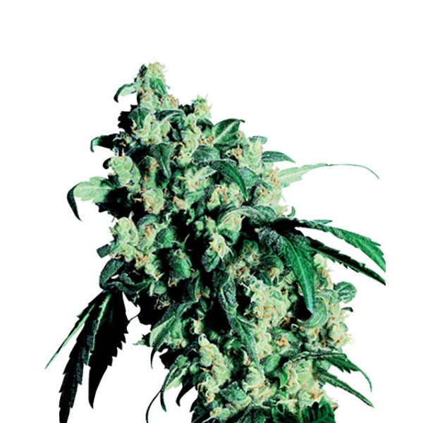 Super Skunk (Sensi Seeds) reguljär