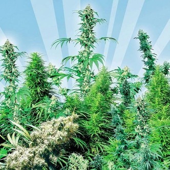 Utomhusmix (Sensi Seeds) regulj&auml;r