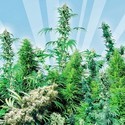 Utomhusmix (Sensi Seeds) reguljär