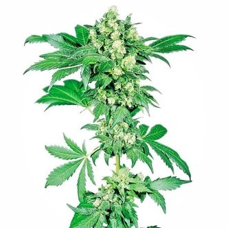 Afghani 1 (Sensi Seeds) regulj&auml;r