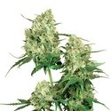 Maple Leaf Indica (Sensi Seeds) reguljär