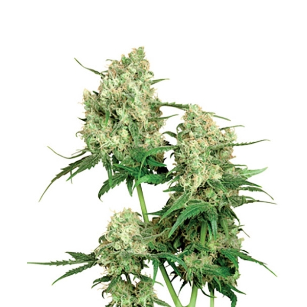 Maple Leaf Indica (Sensi Seeds) reguljär