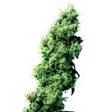 Four-Way (Sensi Seeds) reguljär
