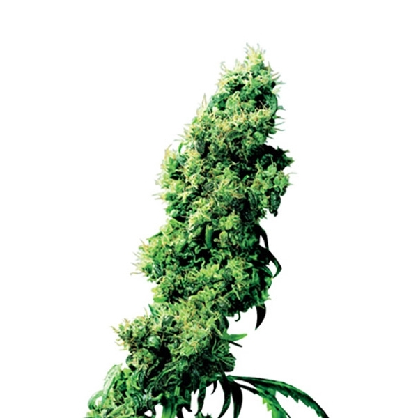 Four-Way (Sensi Seeds) reguljär