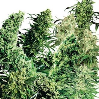 Indoor Mix (Sensi Seeds) regulj&auml;r