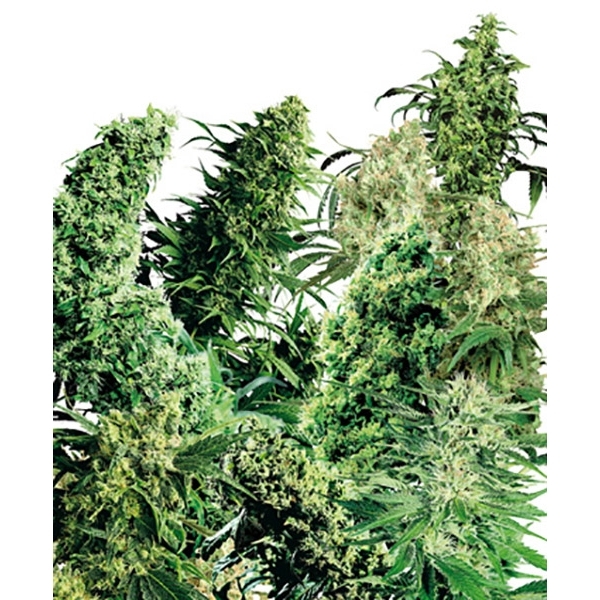 Indoor Mix (Sensi Seeds) reguljär