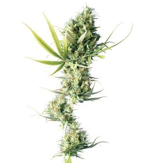 Durban (Sensi Seeds) regulj&auml;r/feminiserad
