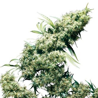 Jamaican Pearl (Sensi Seeds) regulj&auml;r/feminiserad