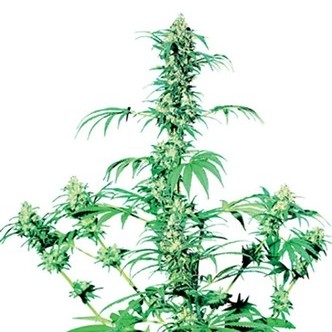 Early Girl (Sensi Seeds) regulj&auml;r