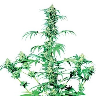 Early Girl (Sensi Seeds) regulj&auml;r